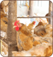 Poultry farming