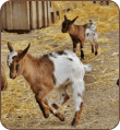 Livestock rearing